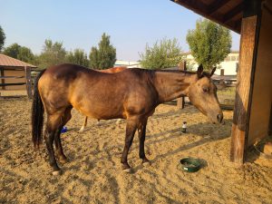 Hershey - EGCM Coach at Valor Through Gestalt