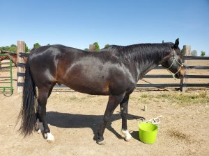 Joey - EGCM Partner at Valor Through Gestalt