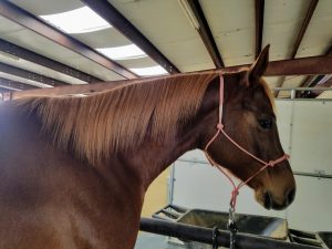 Katie - EGCM Partner at Valor Through Gestalt Therapy